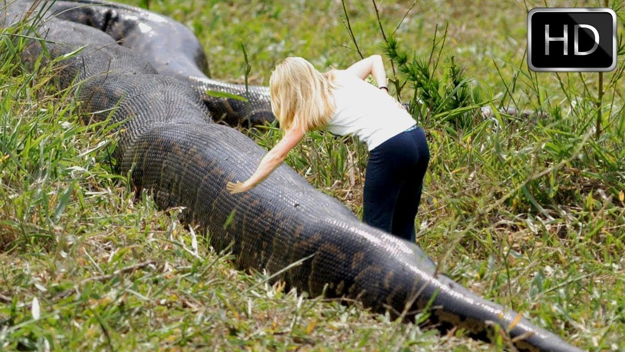 giant anaconda in florida